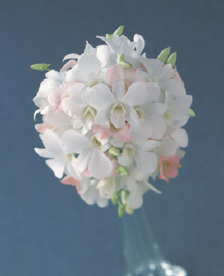 �f���t�@�����E���h�u�[�P