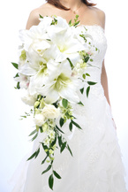 �J�T�u�����J �S�[�W���X �f���o���[�d�l bq0627